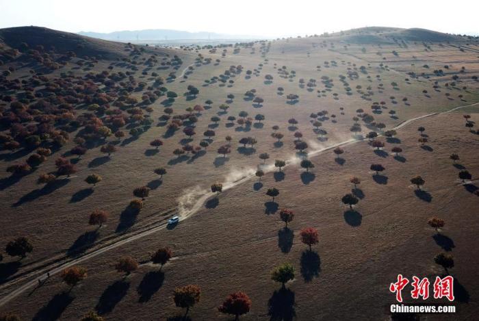科右中旗在打造图什业图王府、中影基地科右中旗外景地等人文旅游资源的同时，也依托全旗独特的自然风光，在保护草原环境的同时，着力将当地打造成以五角枫元素为主题的生态旅游目的地。2019年10月14日，内蒙古科右中旗，航拍代钦塔拉五角枫自然保护区。

中新社记者 毛建军 摄
